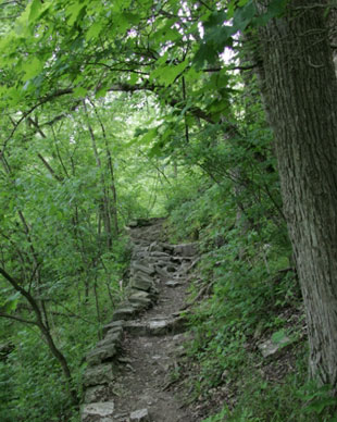 VAST Forest!