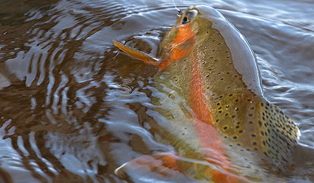 Caught on the river not far from our cabin.