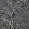 Eagle Watching At Roaring River State Park ( Nov. - Jan.)