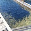 Trout Hatchery at Roaring River